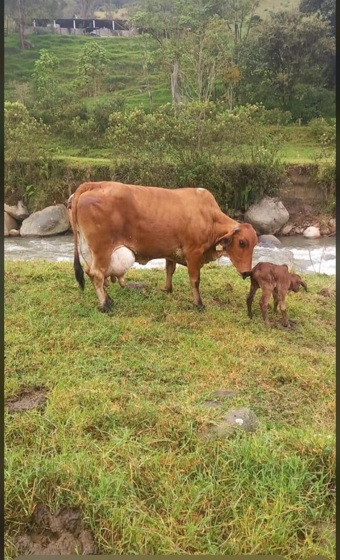 Alojamiento Con Vista Al Rio Y Paisajes Hermosos Vila Manizales Exterior foto