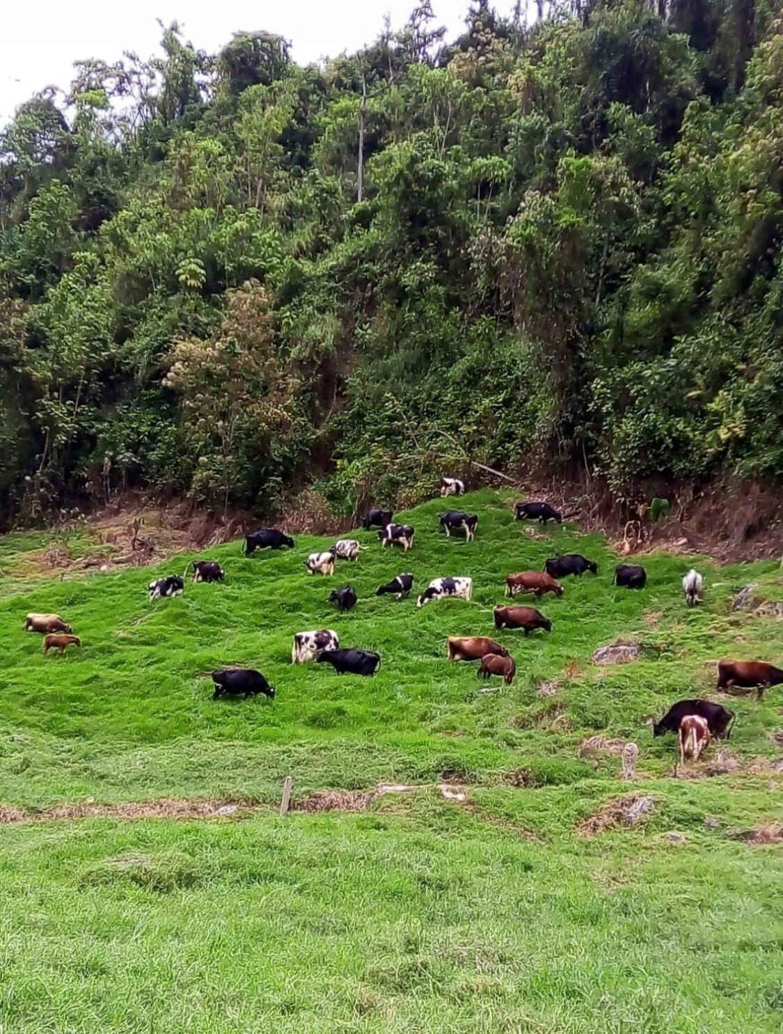 Alojamiento Con Vista Al Rio Y Paisajes Hermosos Vila Manizales Exterior foto